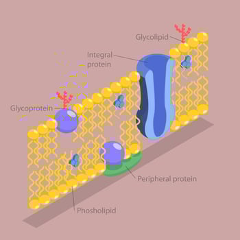 Diagram of cell membrane components labeled clearly vector