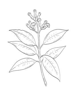 Cloves or Syzygium Aromaticum Flowering Plant Drawing vector