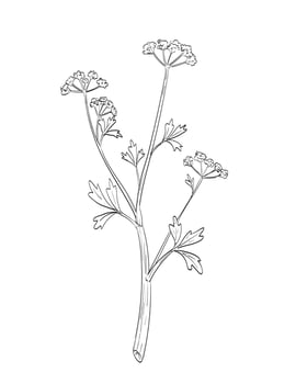 Apium Graveolens or Celery Flowering Plant Drawing vector