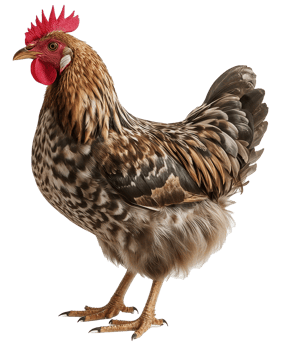 Brown and tan feathered rooster on a transparent background png
