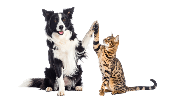 Friendly dog and cat giving high five isolated on a transparent background. png