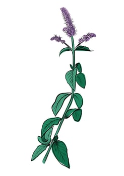 Green peppermint stem botanical illustration vector