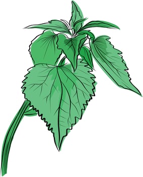 Hand drawn green nettle plant close up vector