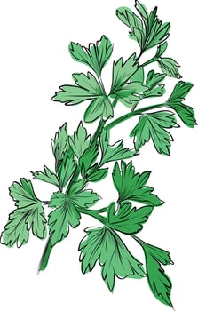 Fresh green parsley herb botanical illustration vector