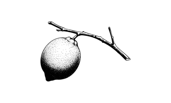 Black and white drawing of lemon on branch vector