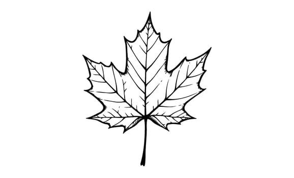 Maple leaf line art detailed black and white botanical illustration vector