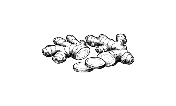 Detailed sketch of fresh ginger root and slices in black and white vector