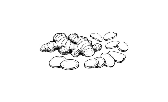 Detailed black and white ginger root and slices illustration vector