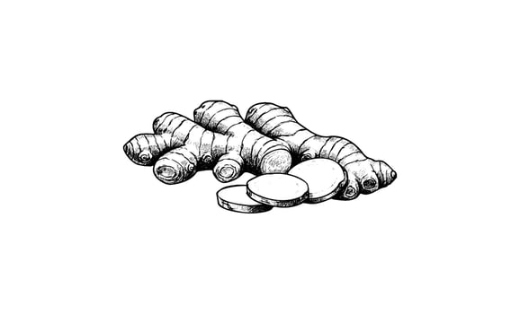 Hand drawnginger roots and slices on white background vector