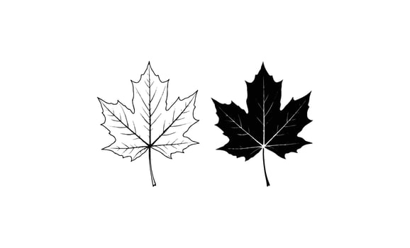 Black and white maple leaf outline illustrations on white background vector