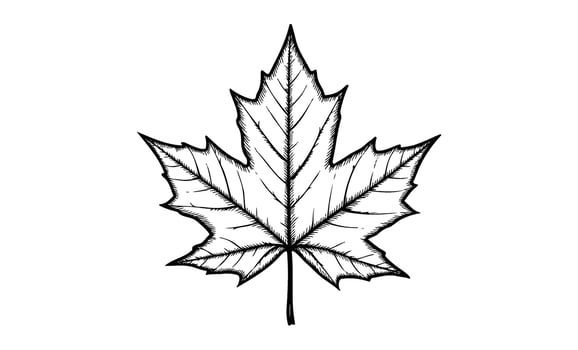Detailed black and white line drawing of a maple leaf vector