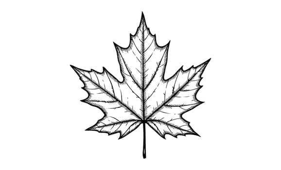 Intricate black and white maple leaf drawing with detailed veins vector
