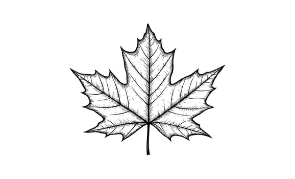 Detailed black and white illustration of a maple leaf vector