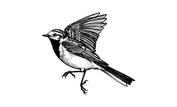 Detailed black and white bird illustration with intricate wing patterns vector