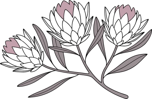 Three stylized white protea flowers with pink centers and grey leaves vector