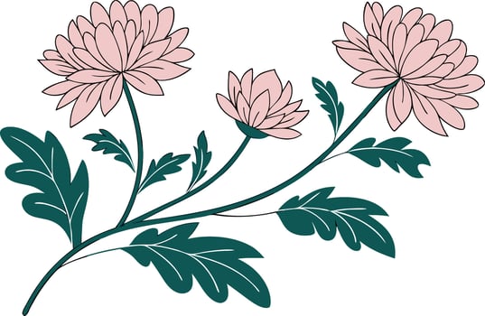 Pink chrysanthemum flowers with green leaves on white background vector