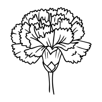 Black and white carnation flower outline drawing with detailed petals vector