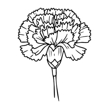 Outline of a detailed carnation flower with intricate petals vector