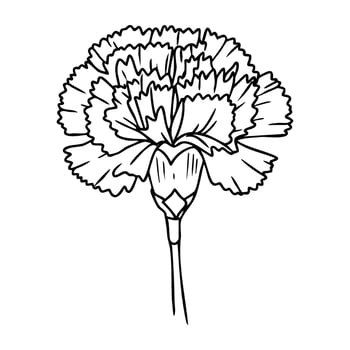 Black and white carnation outline drawing vector