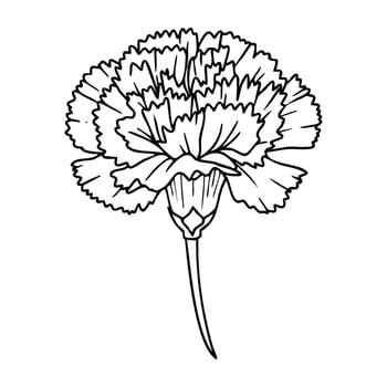 Detailed line art of a carnation flower vector