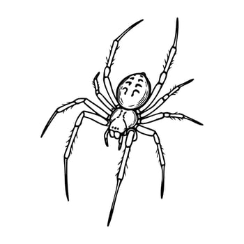 Detailed line drawing of a spider with long legs and distinctive features vector