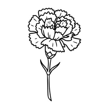 Detailed black and white carnation line drawing with stem and leaves vector