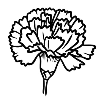 Detailed black and white outline of a carnation flower vector
