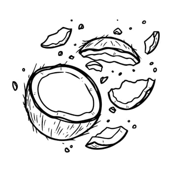 Illustrated coconut with cracked shell and fragments vector