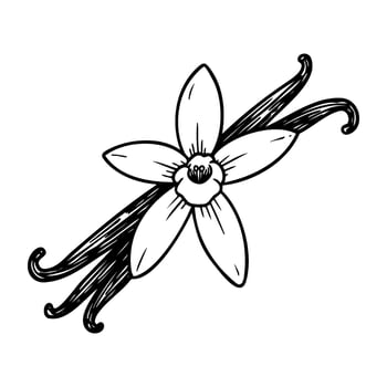 Black and white vanilla flower with pods in detailed line art vector