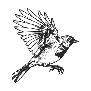 Detailed black and white illustration of a sparrow in flight vector