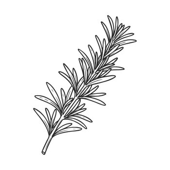 Hand drawnrosemary herb illustration botanical line art of aromatic plant vector