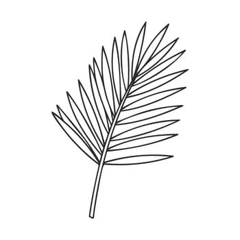 Simple black line drawing of a palm leaf on white background vector