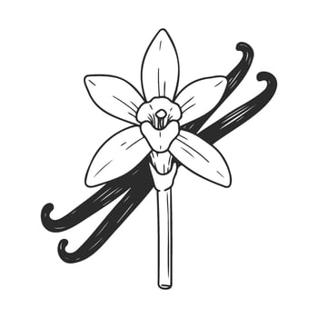 Vanilla flower and pods illustration in black and white vector