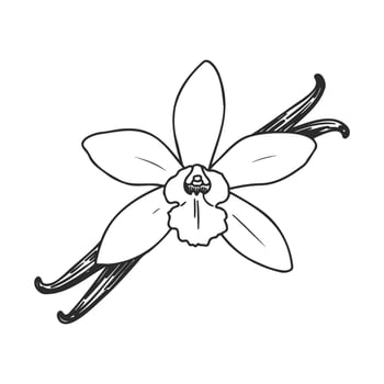 Illustration of vanilla flower with pods on white background vector