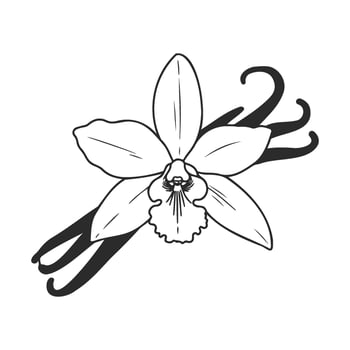 Vanilla flower and pods sketch in black and white vector