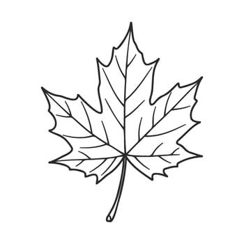 Black and white outline of a maple leaf with detailed veins on white background vector