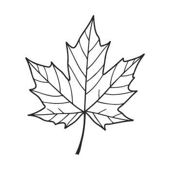 Outline of a maple leaf with detailed veins on a white background vector