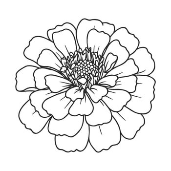 Zinnia flower outline for coloring - detailed black and white floral design vector