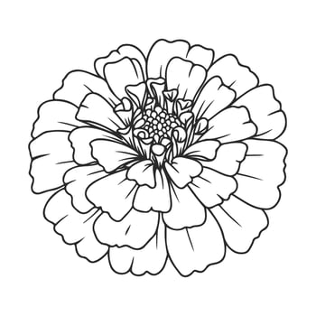 Intricate zinnia flower line art for coloring and design projects vector