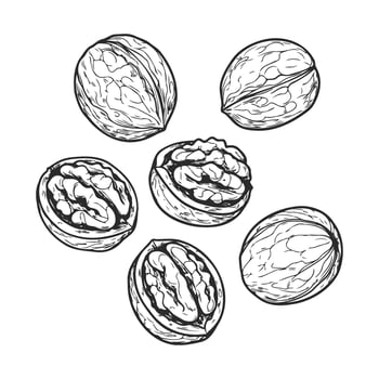 walnuts whole and opened nuts on white background vector