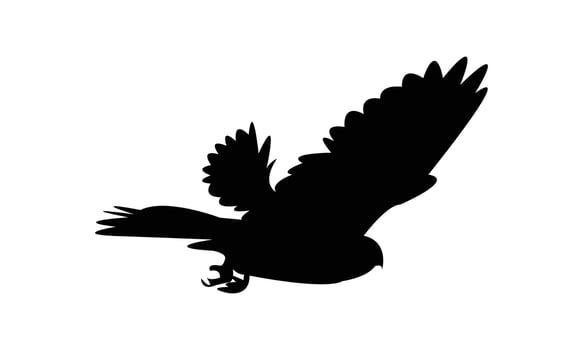 Flying American kestrel black Silhouette Design And Illustration. vector