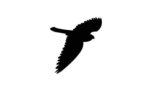 Flying American kestrel bird black Silhouette Design And Illustration. vector