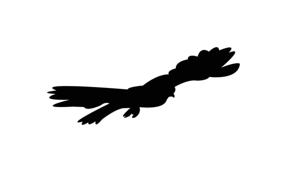 Flying American kestrel bird black Silhouette vector