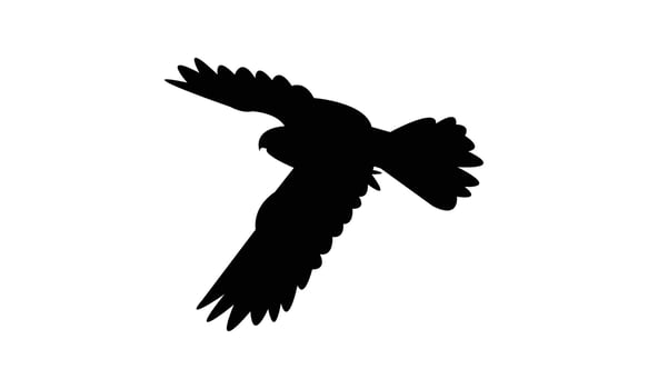 Flying American kestrel bird Silhouette Design And Illustration. vector