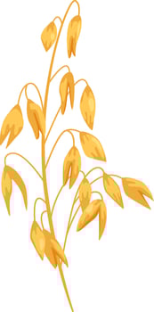 Oats Plant Ear vector