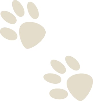 Animal Footprint Trace vector