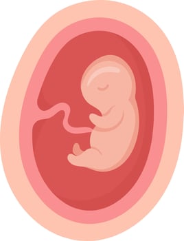 4 Month Human Embryo Inside Womb vector