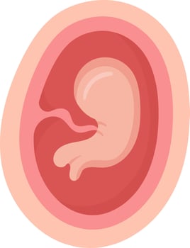 3 Month Human Embryo Inside Womb vector