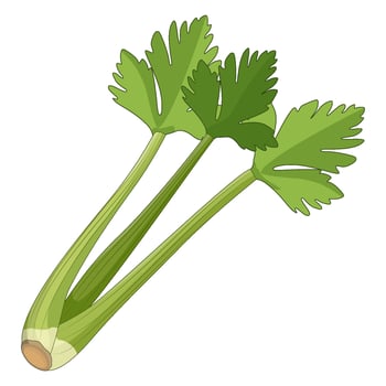 Fresh green celery stalks with leaves illustration vector