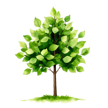Green Leafy Tree with Vibrant Foliage on a Simple for Nature Imagery png